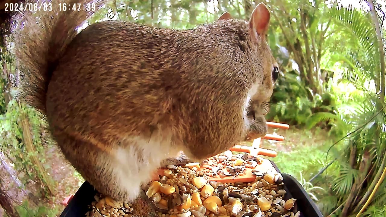 My Movement Activated Smart Bird Feeder Camera