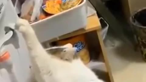Funny cats #4