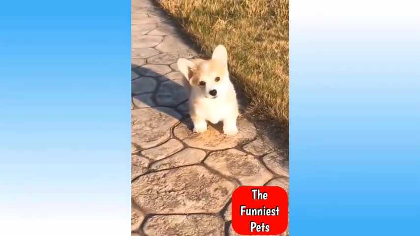 Cute Pets And Funny Animals Compilation #32