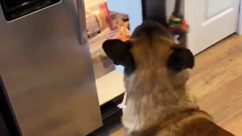 Dog Grabs Eggs From Fridge #dog #doglife #smartdog