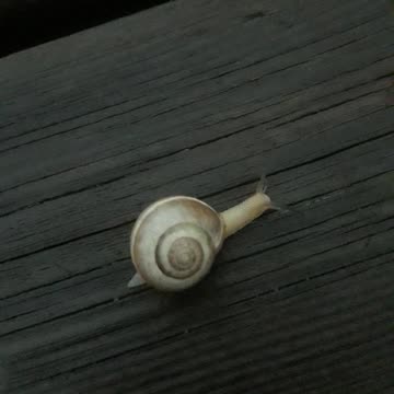 Wild snail as it is