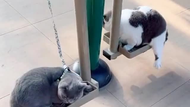 Two cats enjoying themselves