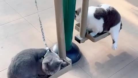 Two cats enjoying themselves