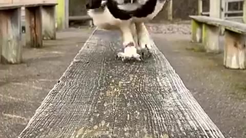 Adorable Owl Running 🦉🦉🦉