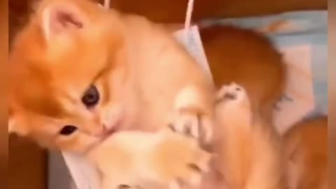 19 super cute kittens