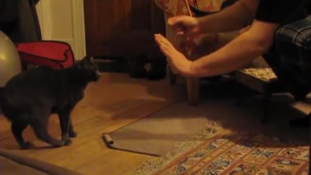 Our Smart Cat Doing Tricks