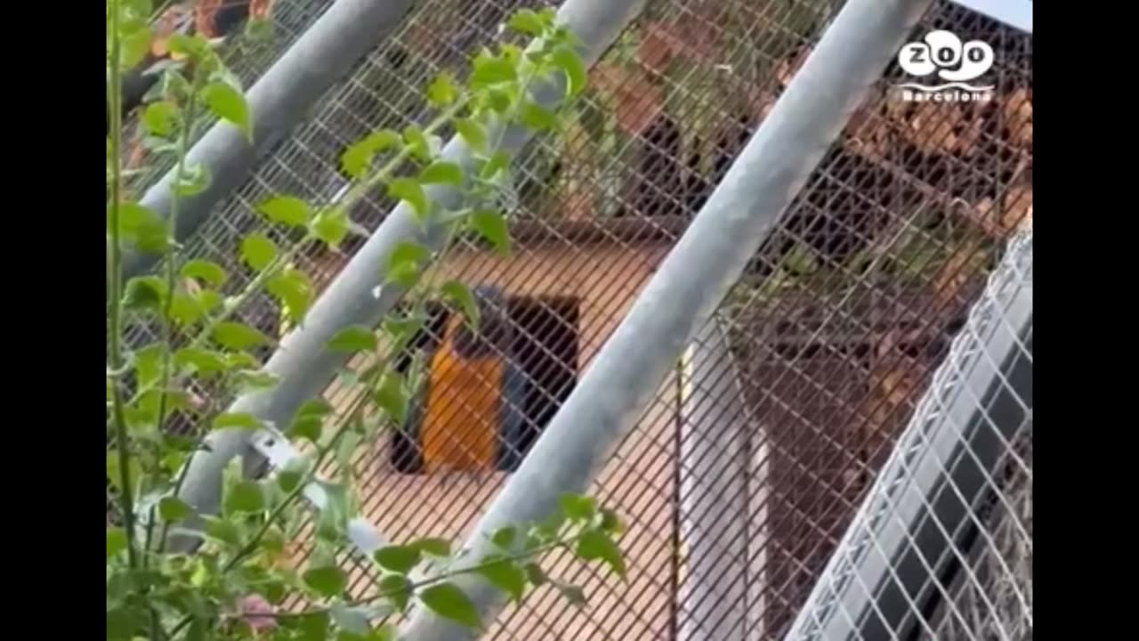 Nacen dos crías de guacamayo barba azul en el Zoo de Barcelona