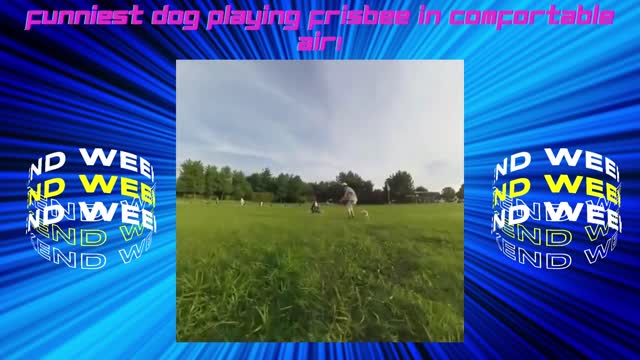 Funniest dog playing Frisbee in comfortable air! - Dog training