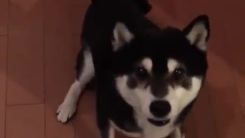 happy dog