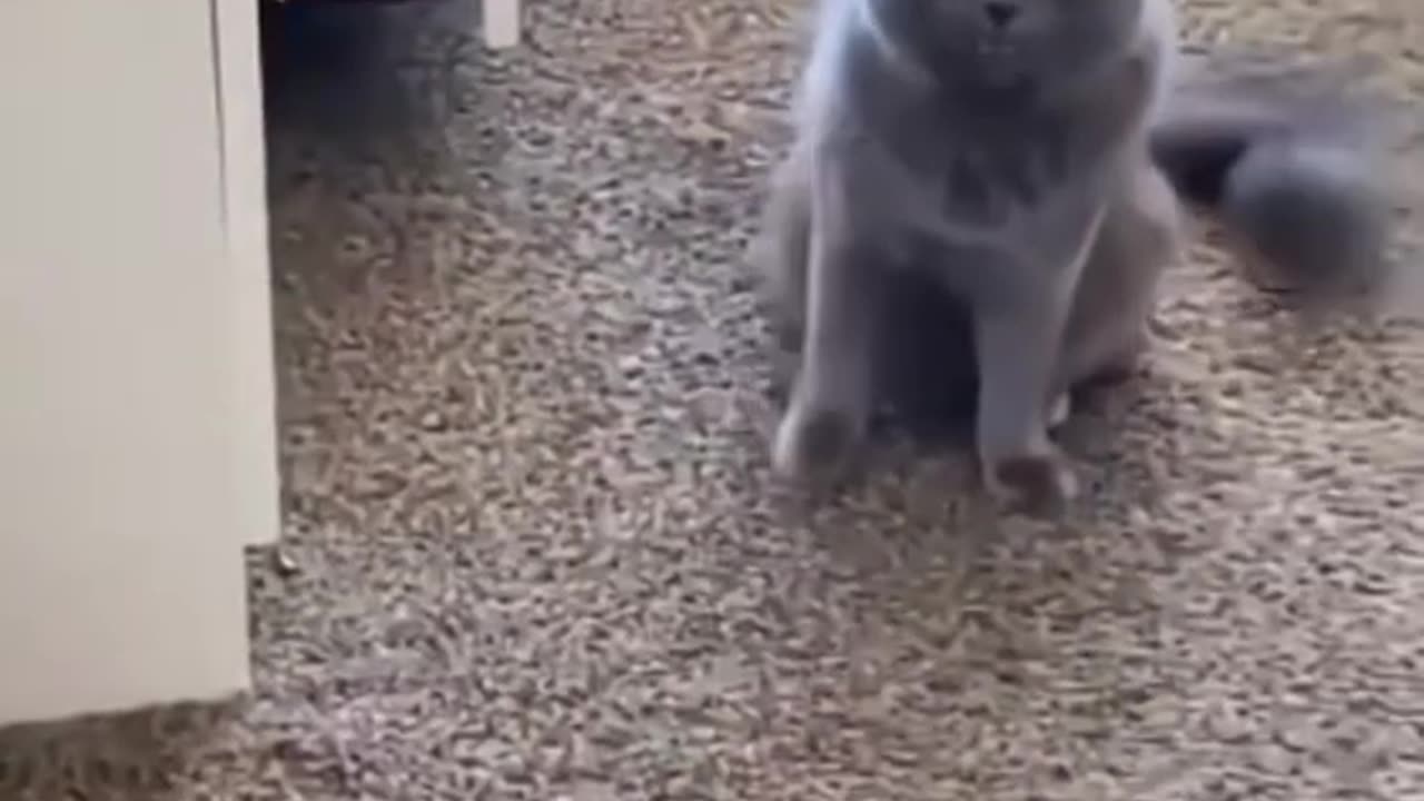 Funny cat reaction