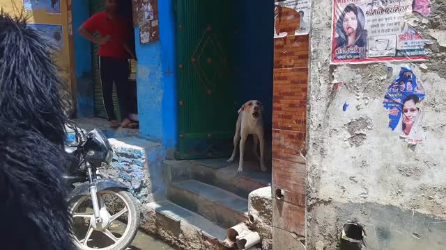 Fake Small Gorilla vs Dog Prank Funniest Dogs