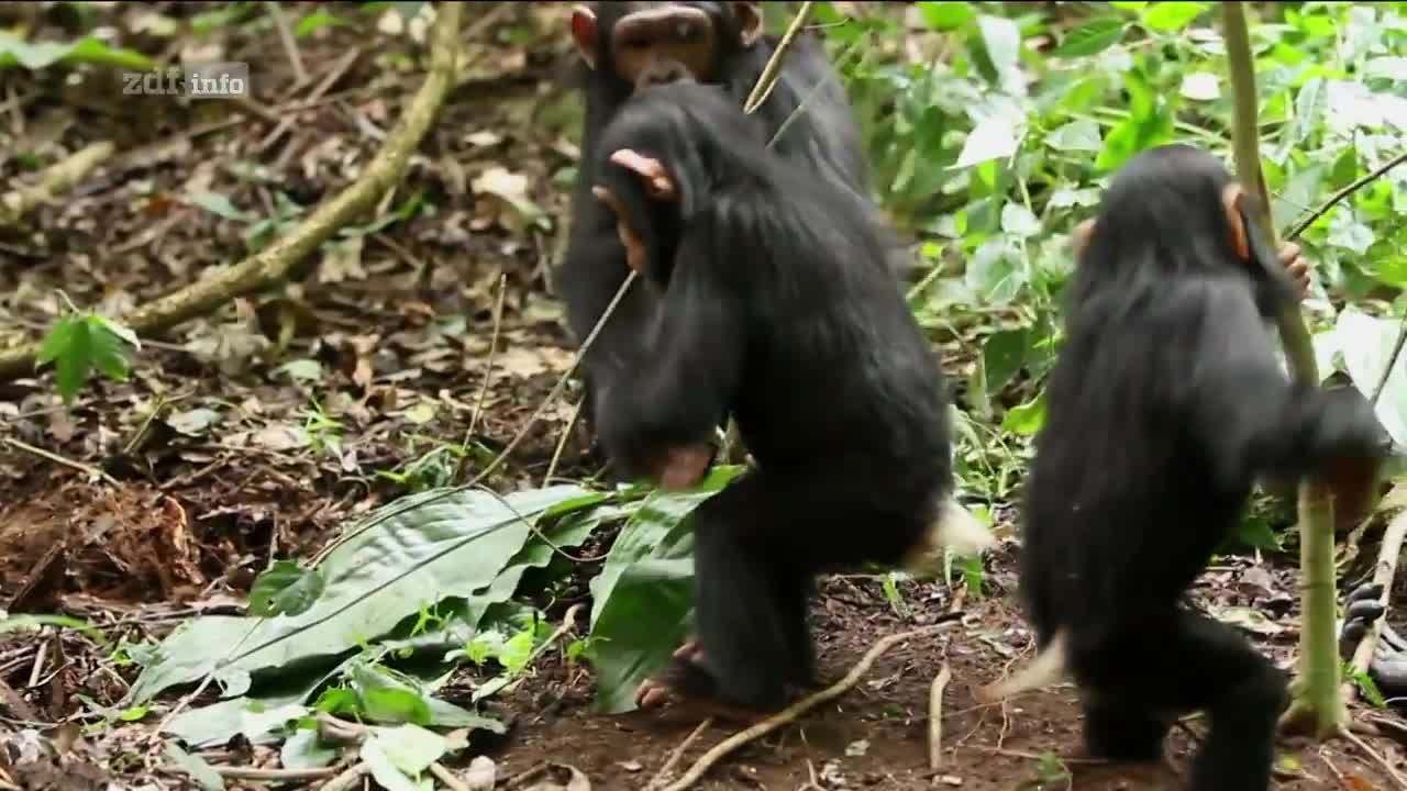Wunder der Wissenschaft: Bizarre Wolkenlöcher und Killermäuse Doku (2017)