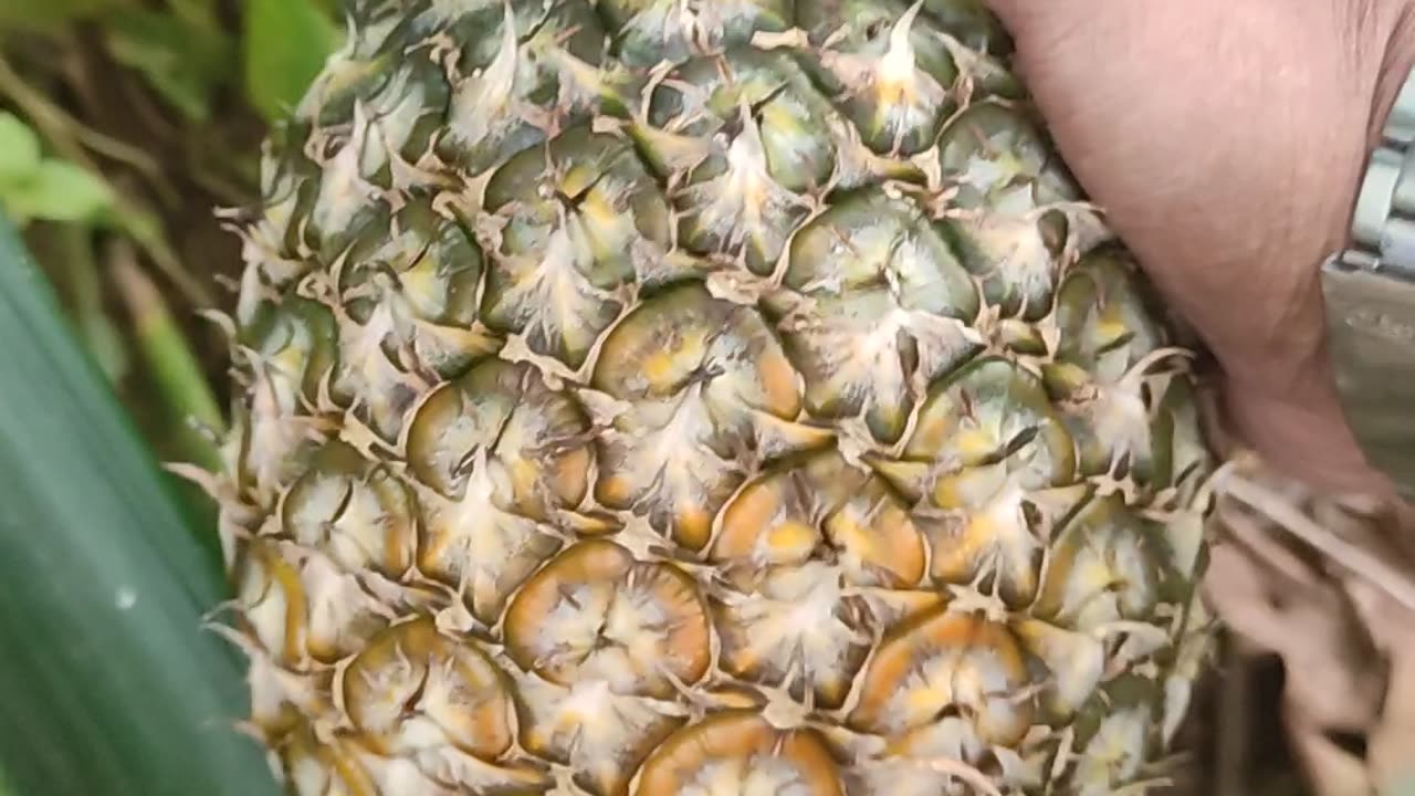 picking pineapples in your own garden