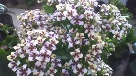 Lindas flores da fortuna branca na floricultura, sinal de boa sorte! [Nature & Animals]