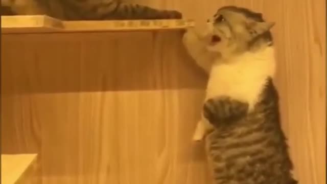 Funny Cats Talking: Whyyyyyyyyyy