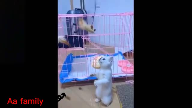 TRY TO NOT LAUGH CHALLENGE MUST Watch New Funny Video Of Cats AND Dogs 2021🐈️🐕️🤣