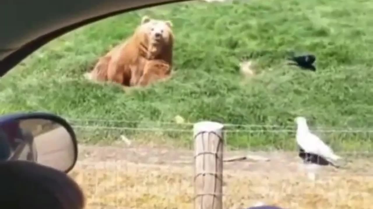 Bear Catch!