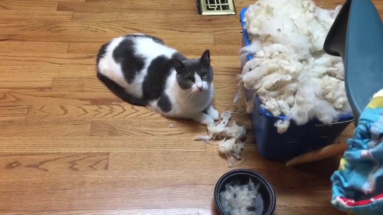 Wool Inspector Kitty