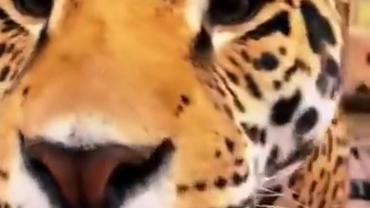 Big Cat Nose Boops! SO CUTE