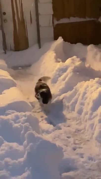 Luna Puppy Cavalier King Charles Spaniel Dog Hops in Huge Fresh Snow Dump