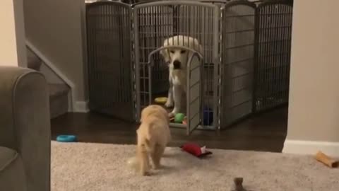 The puppy walks cautiously to the big dog's den