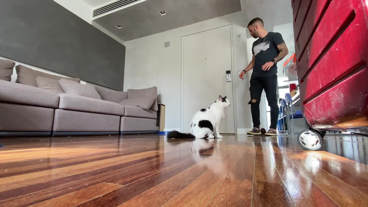 Ensine Seu Gato A Fazer Truques - https://bit.ly/3uajCUS