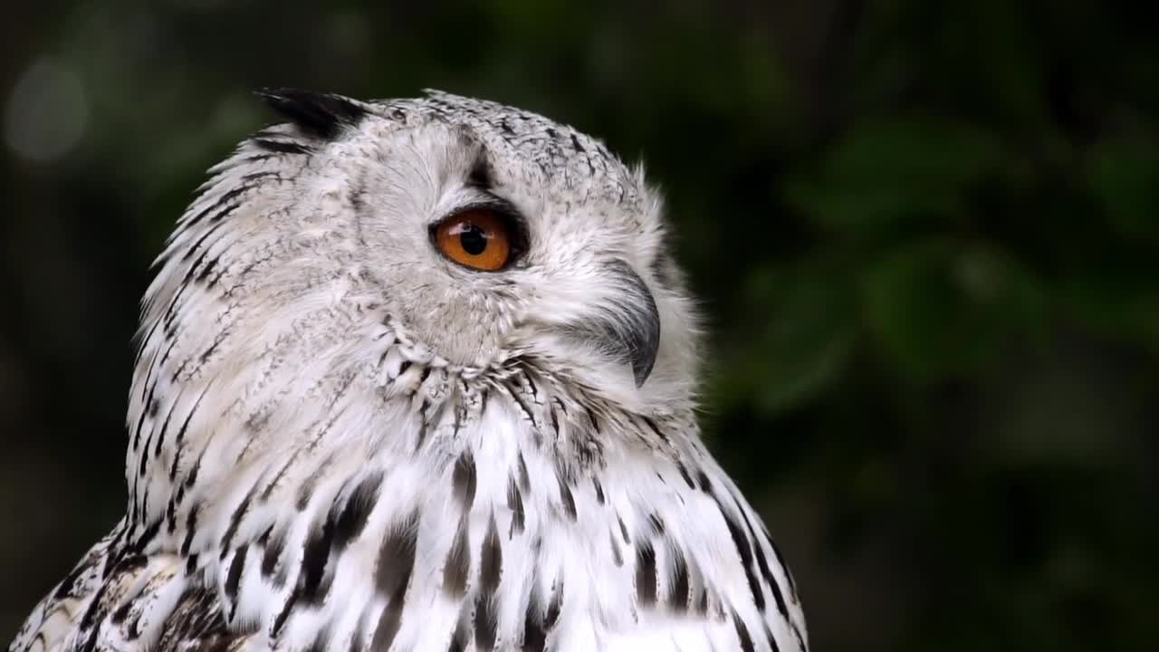 white owl