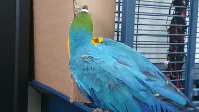 Macaw parrot is playing so cute 😍