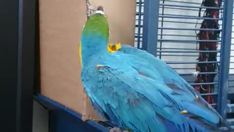 Macaw parrot is playing so cute 😍