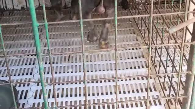 always cute pug