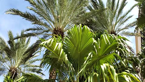 Beautiful Manecured Palms "Villas By The Sea"