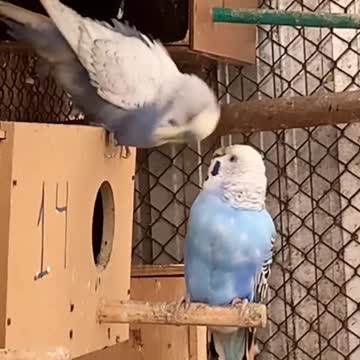 A pair of love birds kissing each other