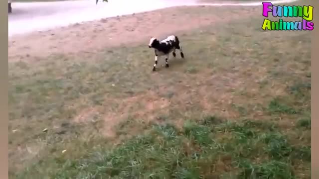 Funny Animals Scaring People!