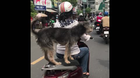 Funny Puppy video! He tries to balance on motorbike's back seat