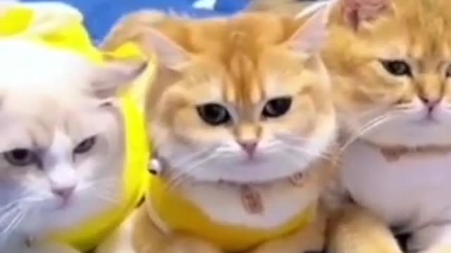 SO FUNNY😂😂 Super Dogs And Cats Reaction Videos ▶️1