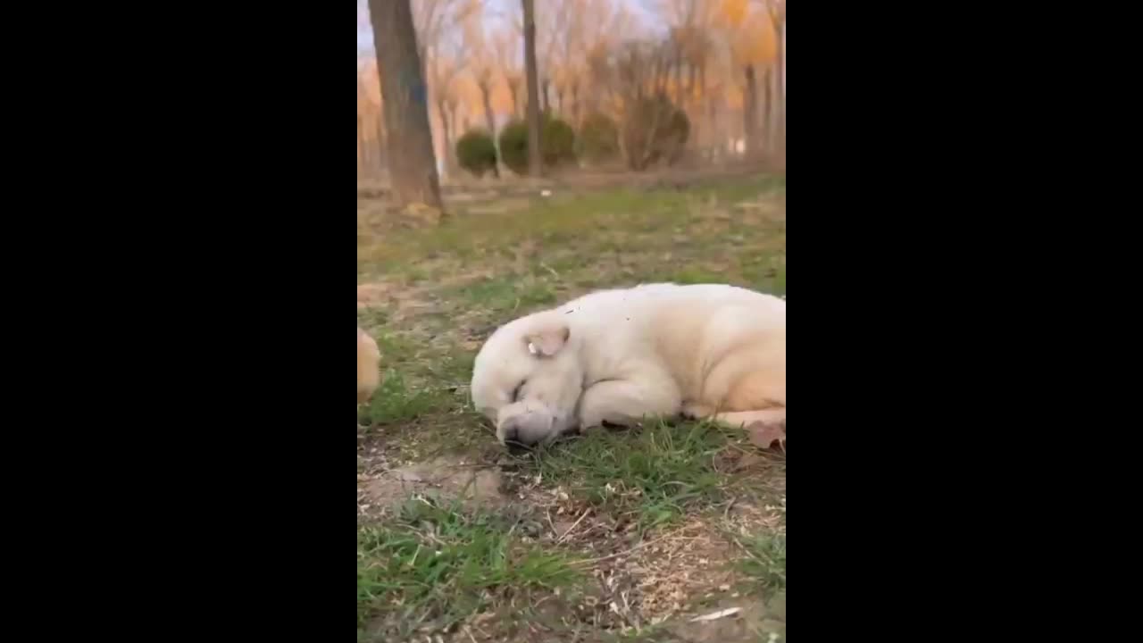 Cute dog video