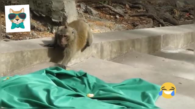 Monkey prank videod