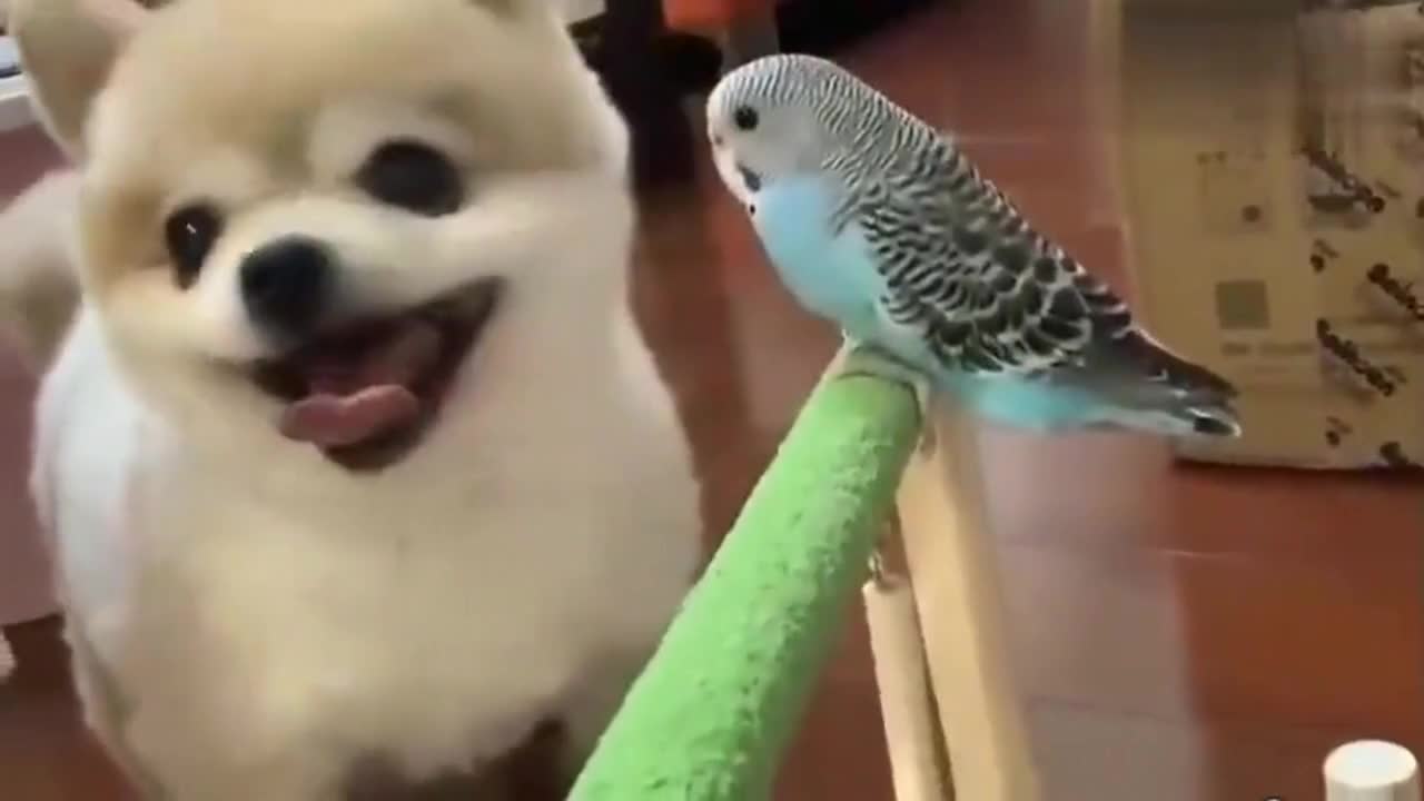 The dog is licking the parrot. The parrot is very afraid