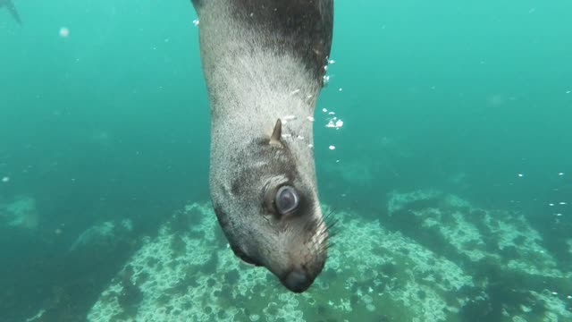 close-up-view-of-sea-lion-swimming-underwater