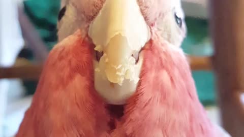 Adorable Rose-Breasted Cockatoo Loves Walnuts