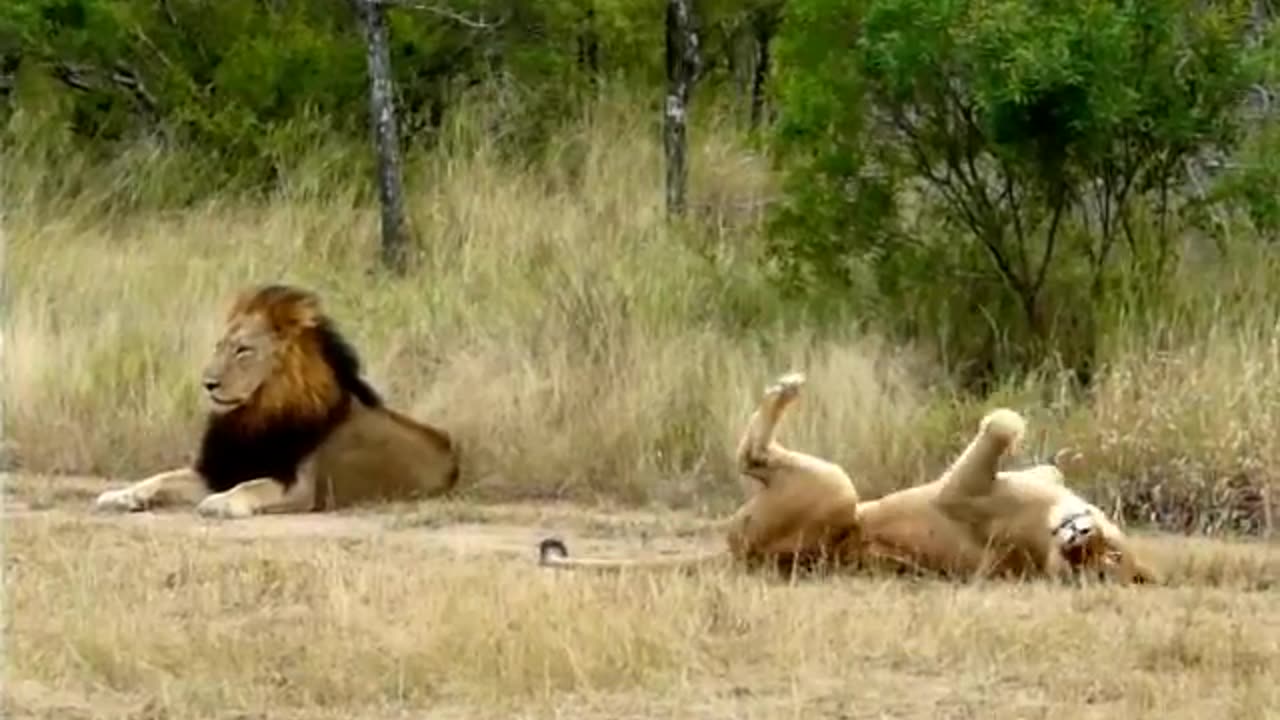 Hilarious! Lioness attempting to lure an uninterested male Lion to mate!