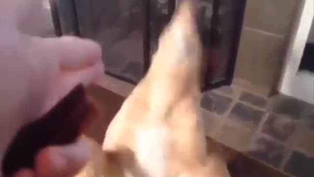 Adorable dog acting