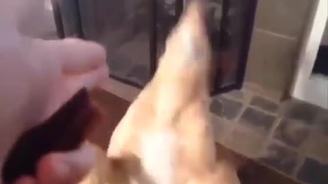 Adorable dog acting