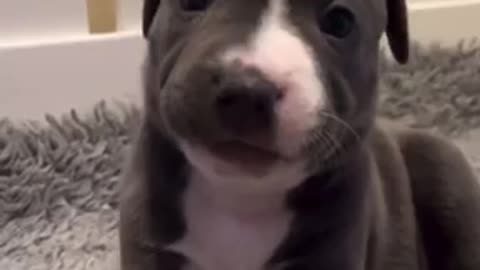 Beautiful dogs 🐶 trending video