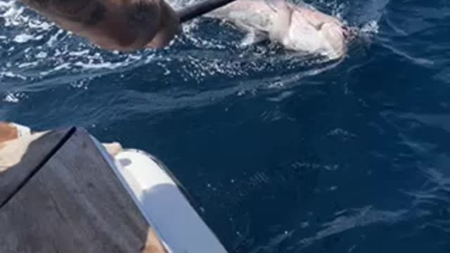 60lb Gag Grouper hitting the deck aboard the Wild Orange!