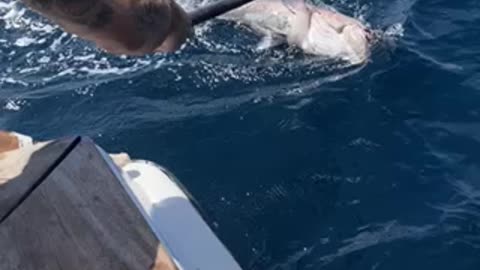 60lb Gag Grouper hitting the deck aboard the Wild Orange!