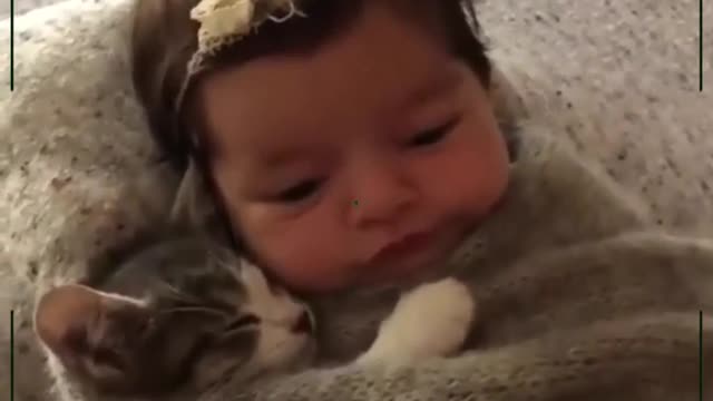 i love cute cats🐱🐱🥰🥰
