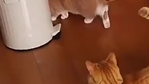 Two cats playing together 😂