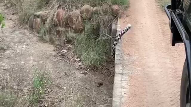 Leopards and hyenas compete for the body of their prey, the results are surprising to viewers