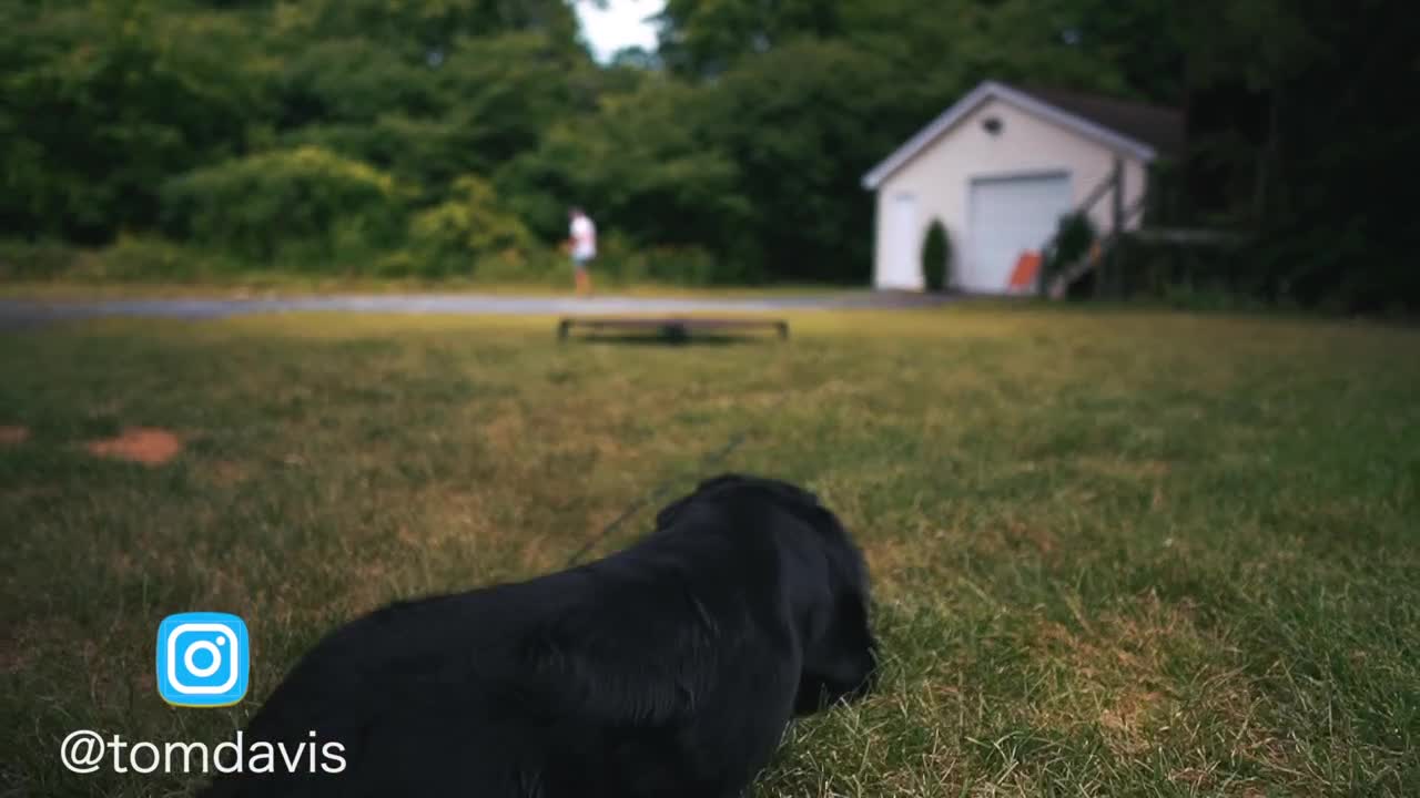 HOW SAFELY TO TRAIN A DOGS COMPLETELY OFF LEASH!